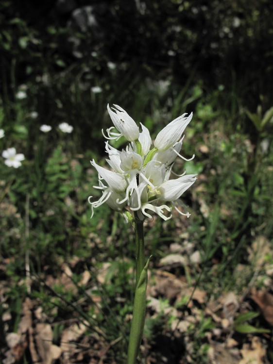 Orchis simia